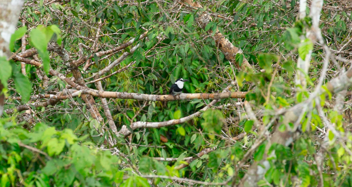 White-necked Puffbird - ML646387474