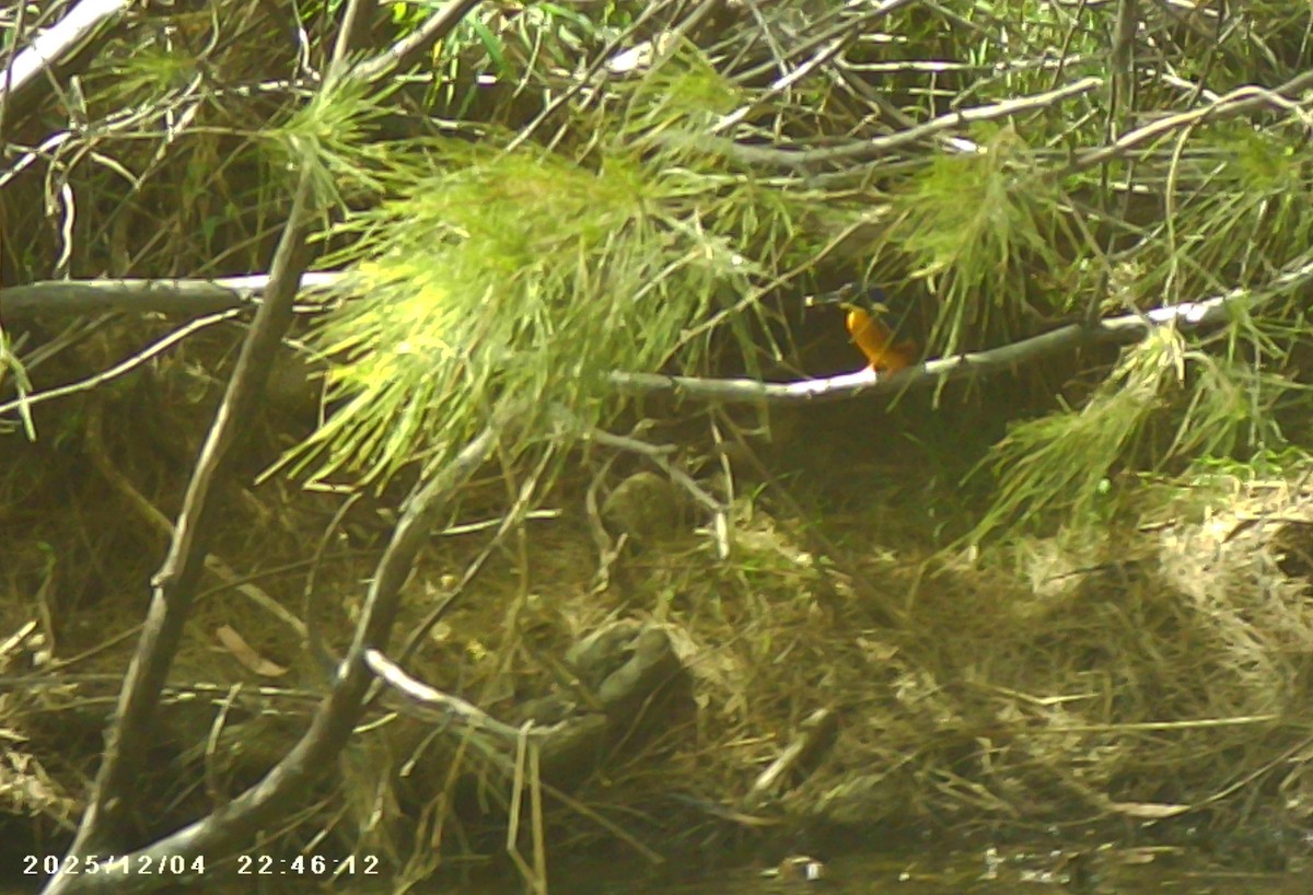 Azure Kingfisher - ML646387478