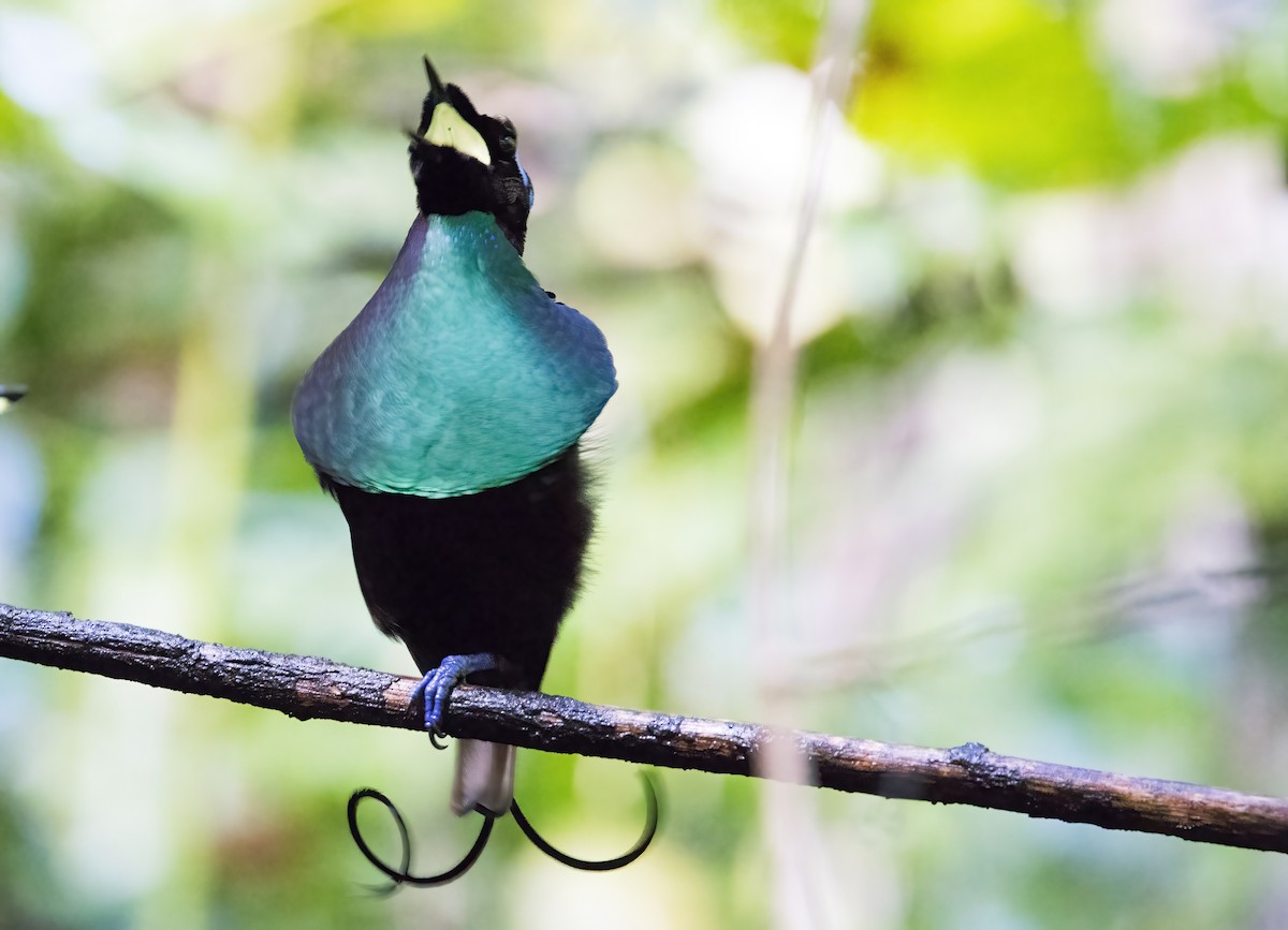 rajka holohlavá - ML646387483