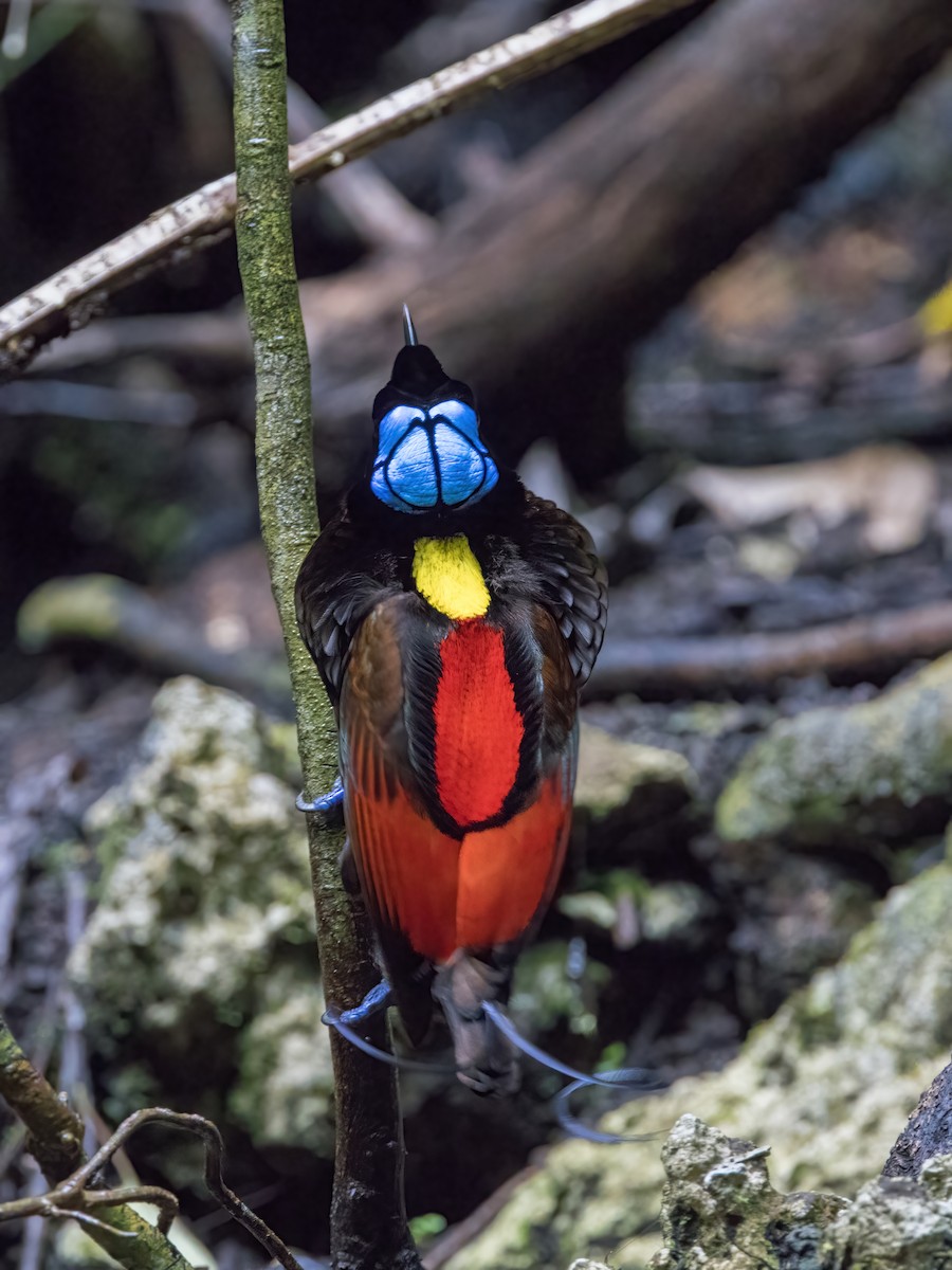 rajka holohlavá - ML646387488