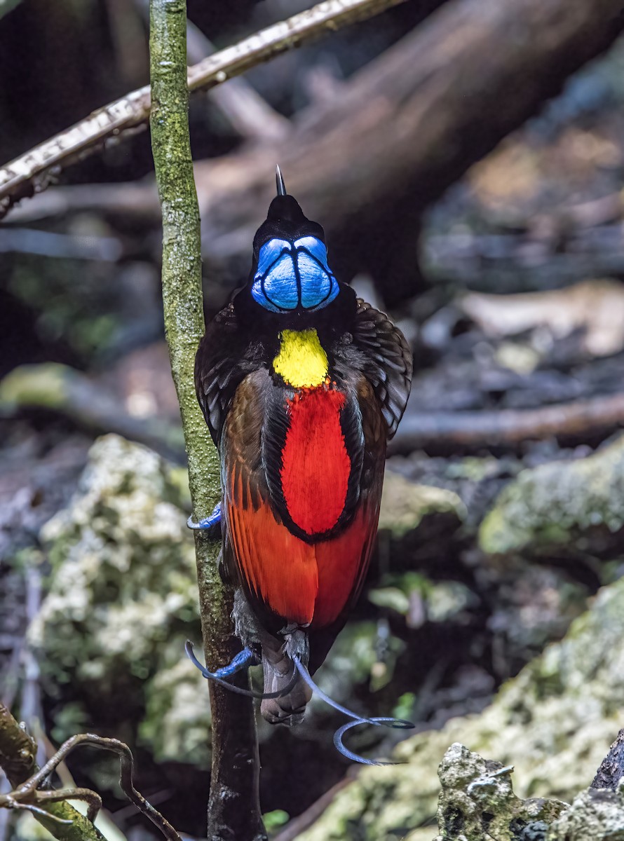 rajka holohlavá - ML646387489