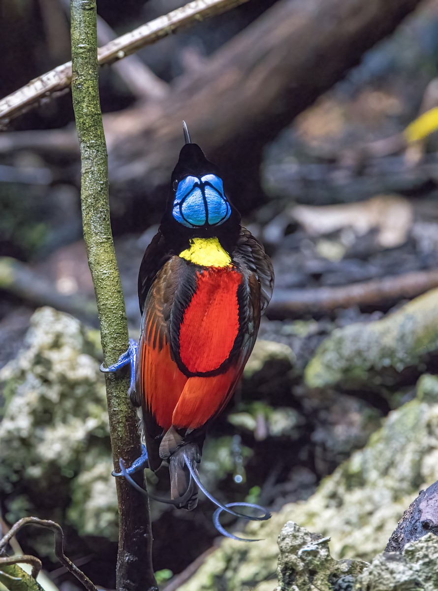 rajka holohlavá - ML646387490