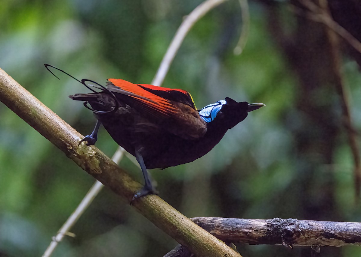 rajka holohlavá - ML646387491