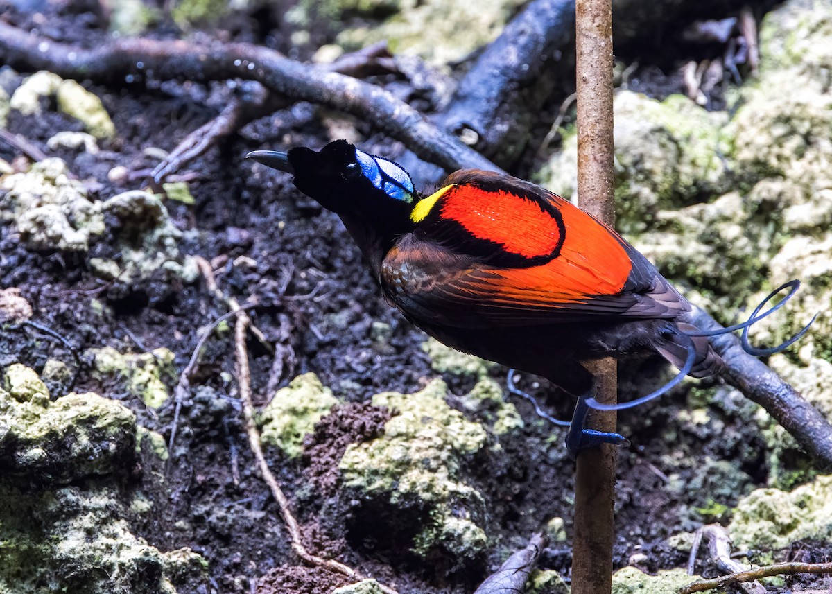 rajka holohlavá - ML646387493