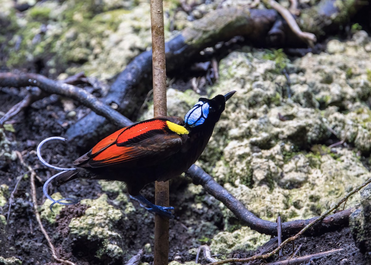 rajka holohlavá - ML646387494