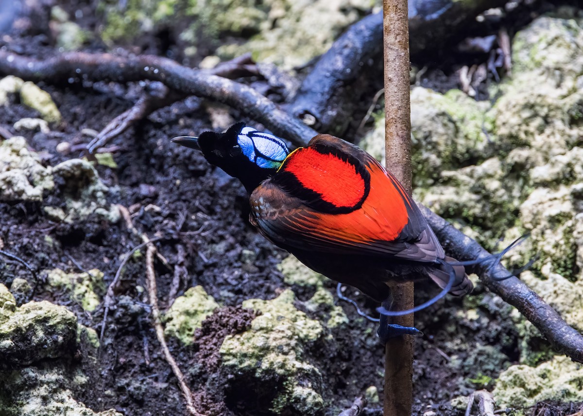 rajka holohlavá - ML646387495