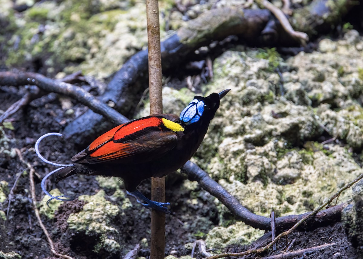 rajka holohlavá - ML646387496