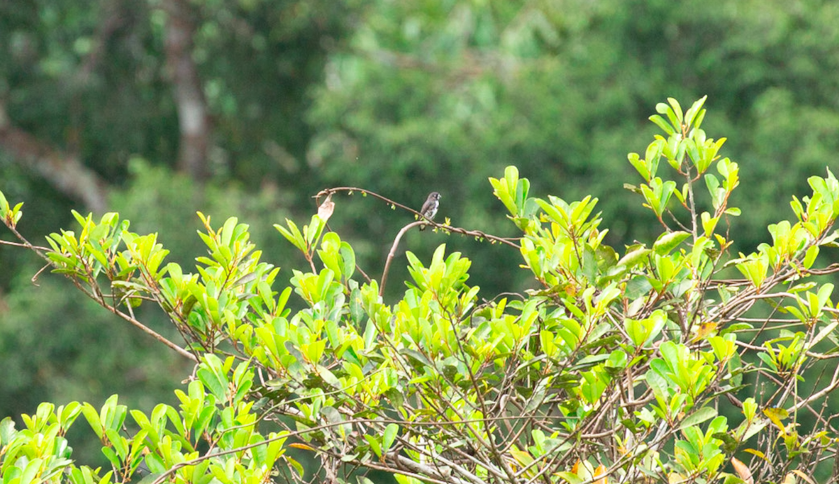 White-browed Purpletuft - ML646387497