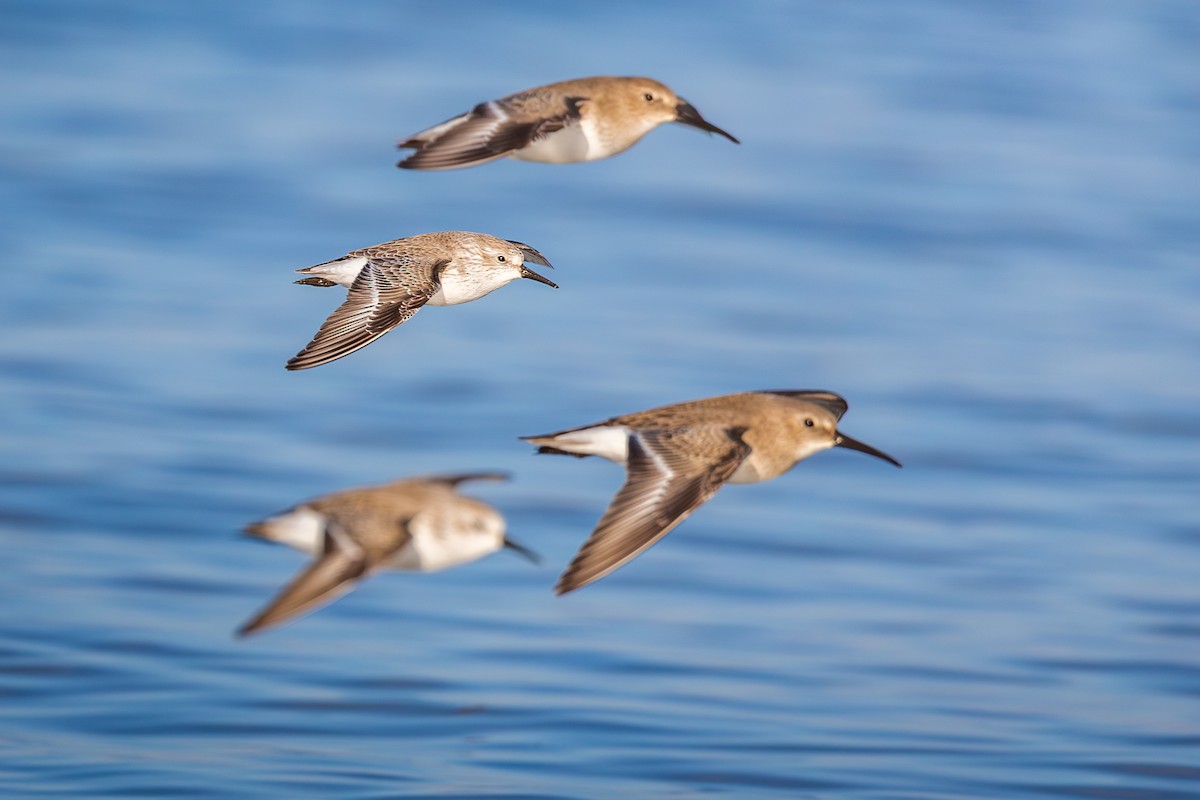 西濱鷸 - ML646387498