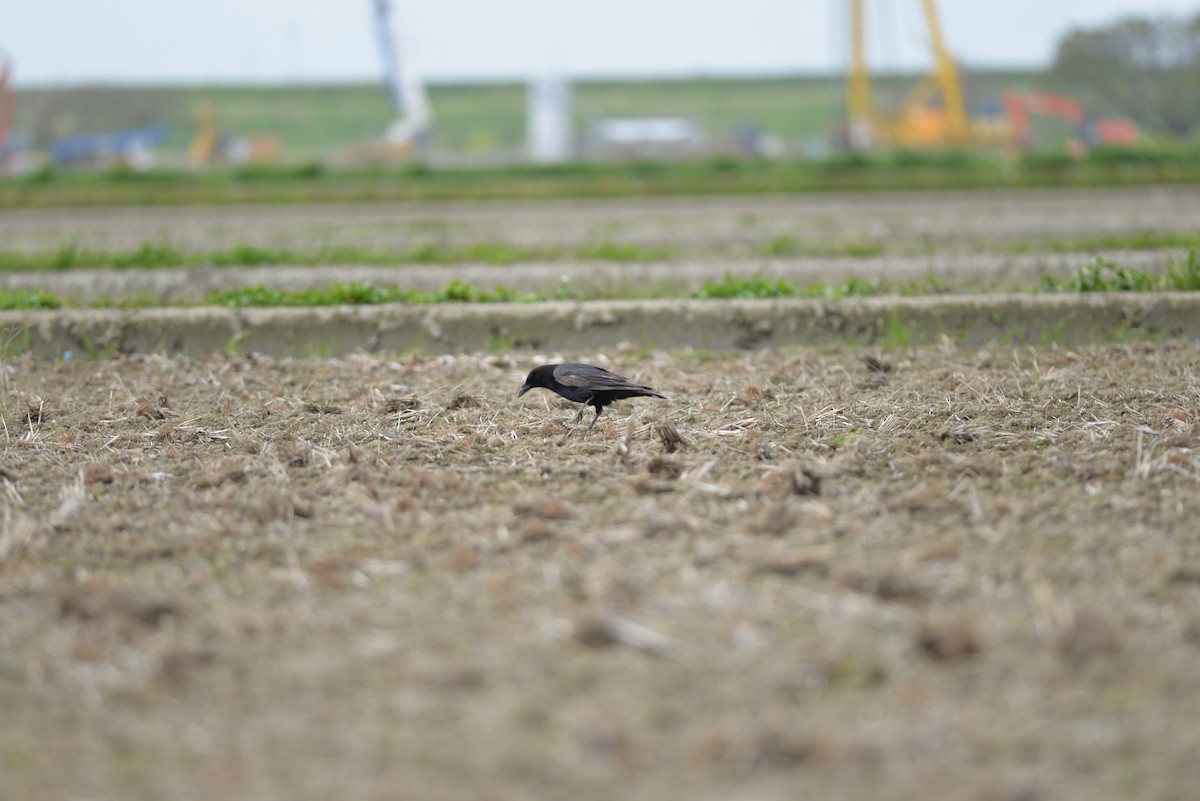 小嘴烏鴉 - ML646387499