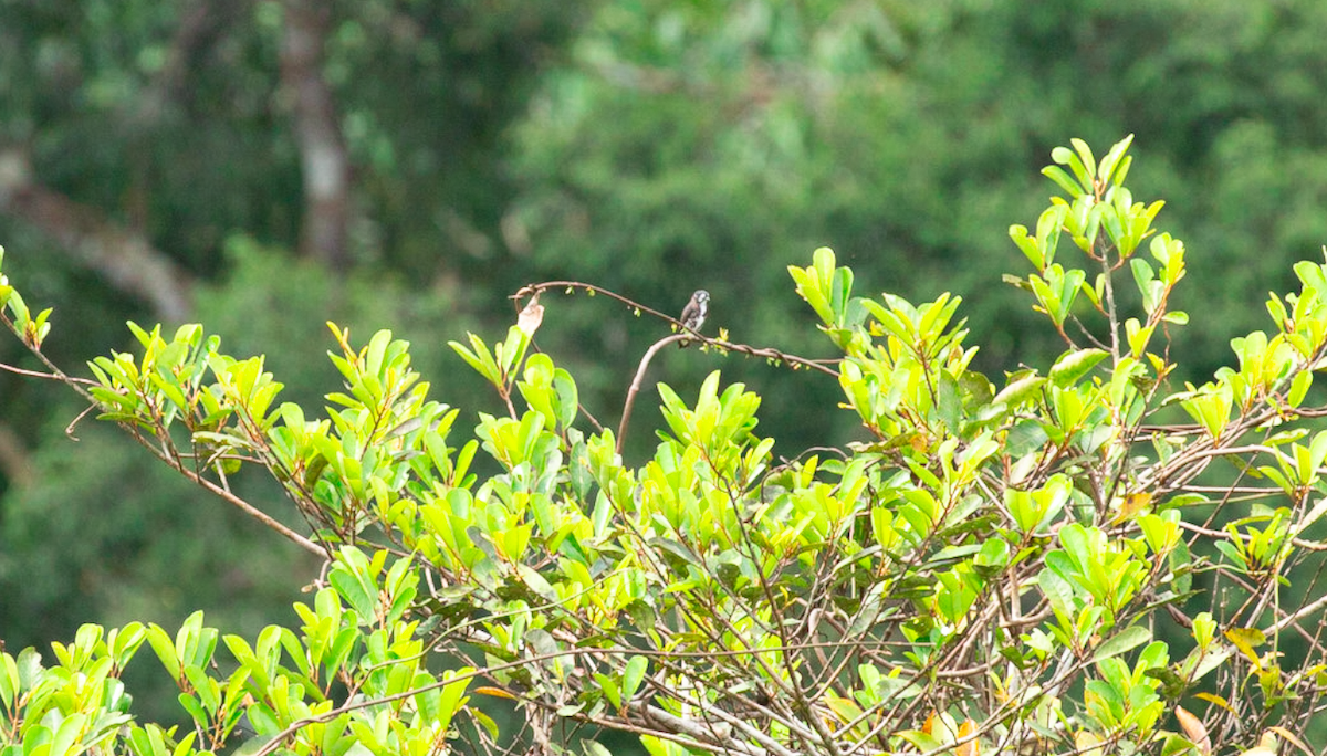 White-browed Purpletuft - ML646387500