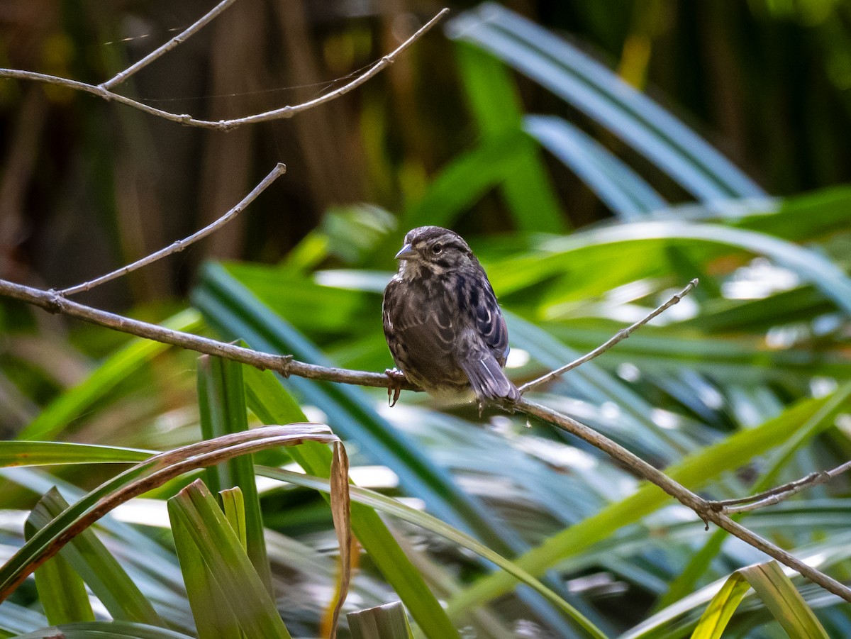 Song Sparrow - ML646387501