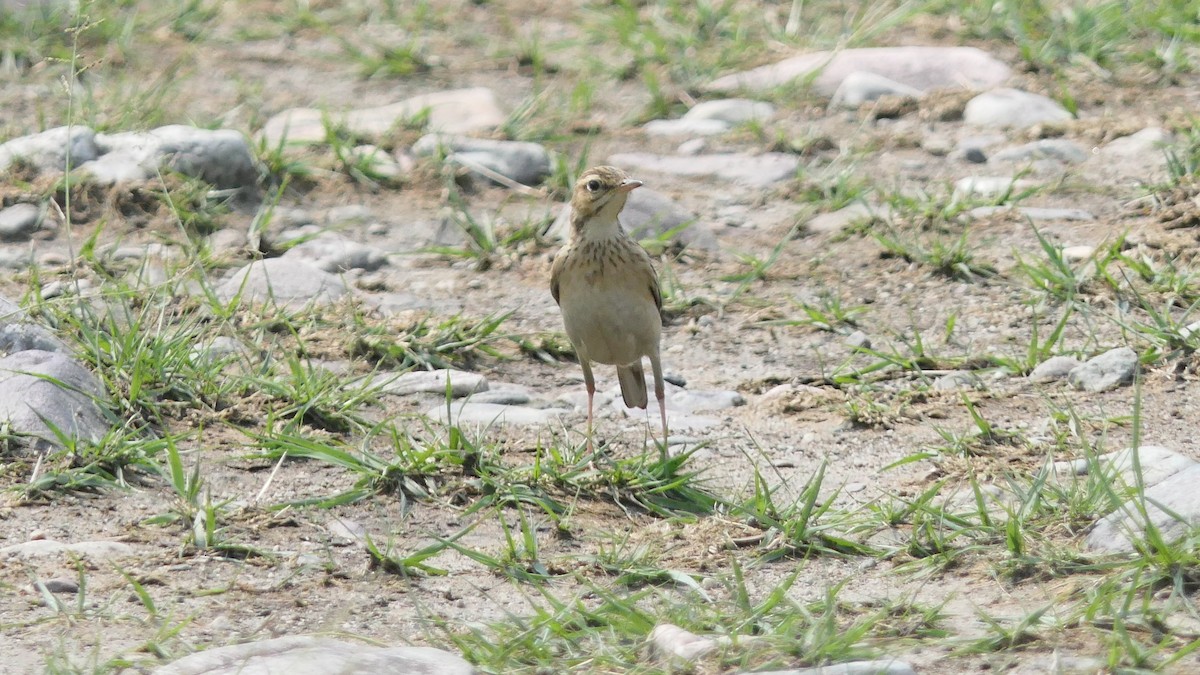 Txirta ekialdetarra - ML646387502