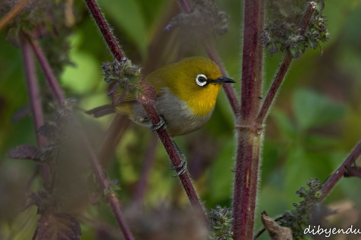 Indian White-eye - ML646387503