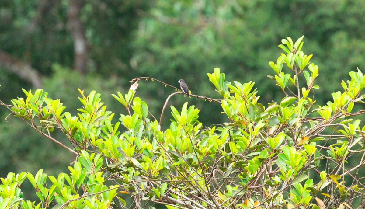 White-browed Purpletuft - ML646387504