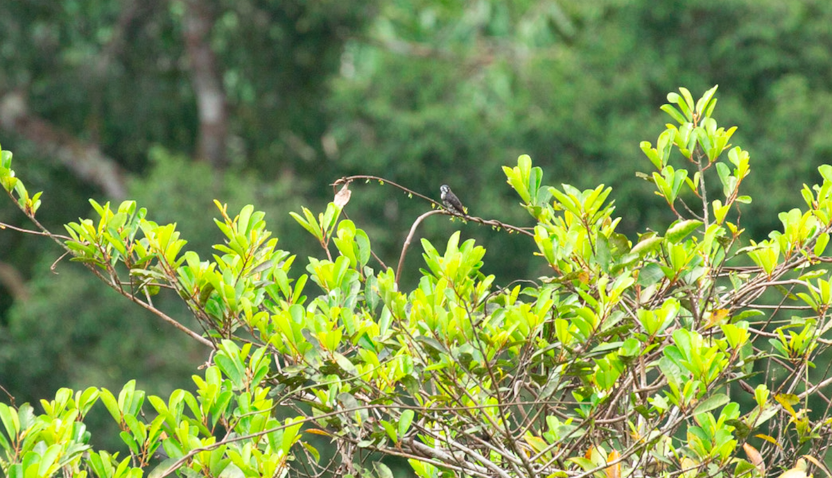 White-browed Purpletuft - ML646387505