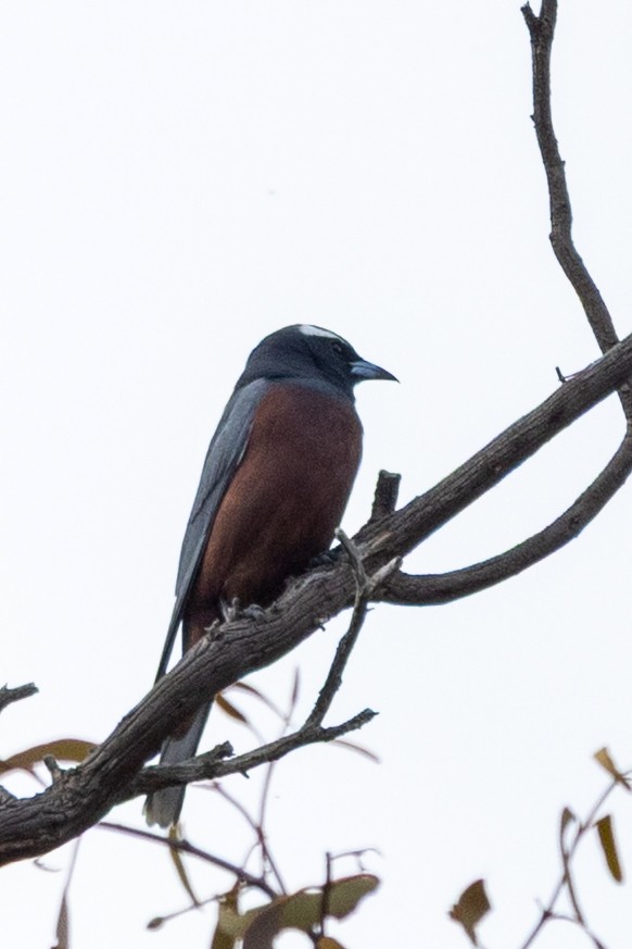 White-browed Woodswallow - ML646387506