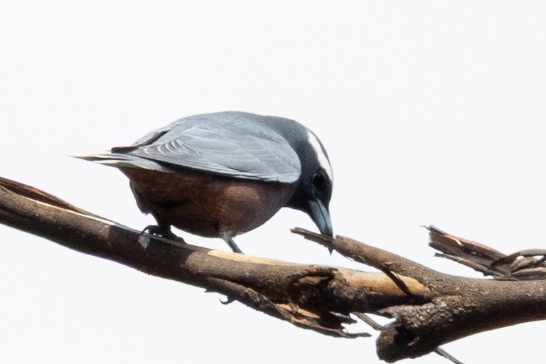 White-browed Woodswallow - ML646387507