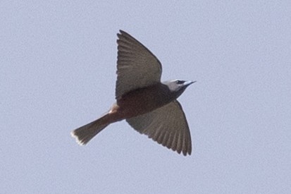 White-browed Woodswallow - ML646387508