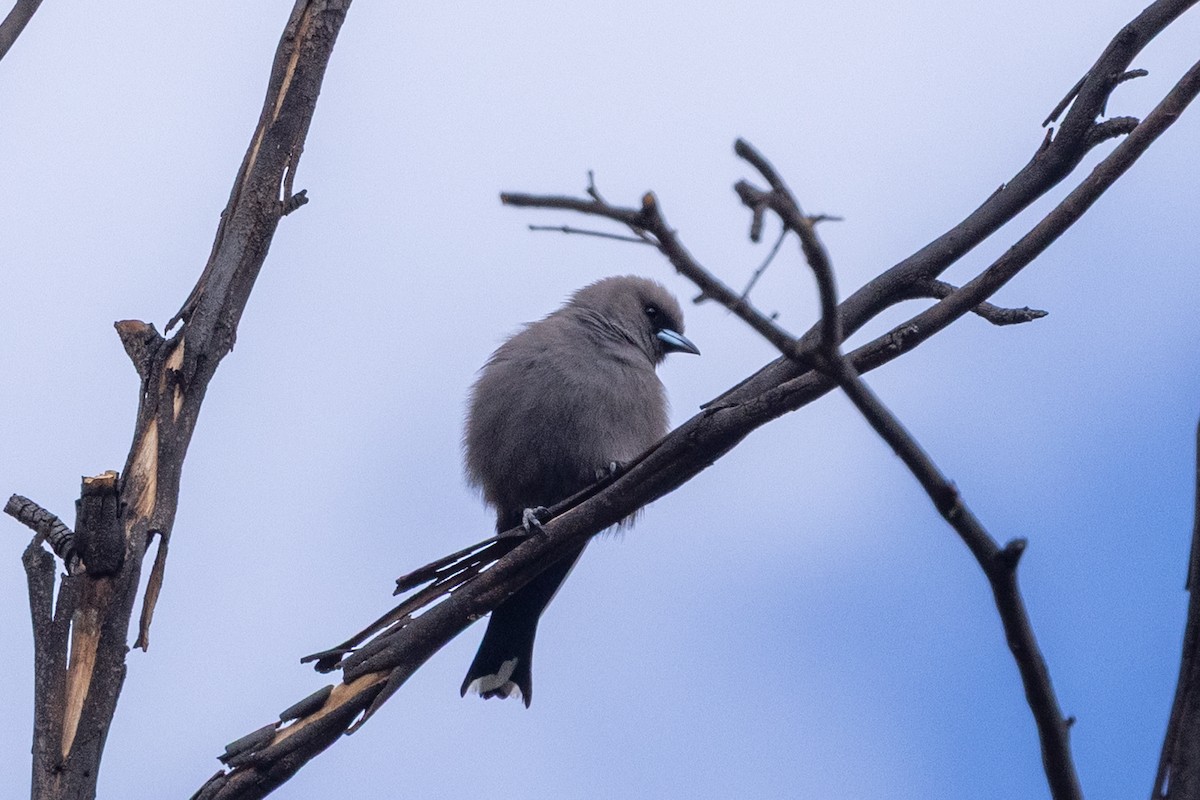 Dusky Woodswallow - ML646387509
