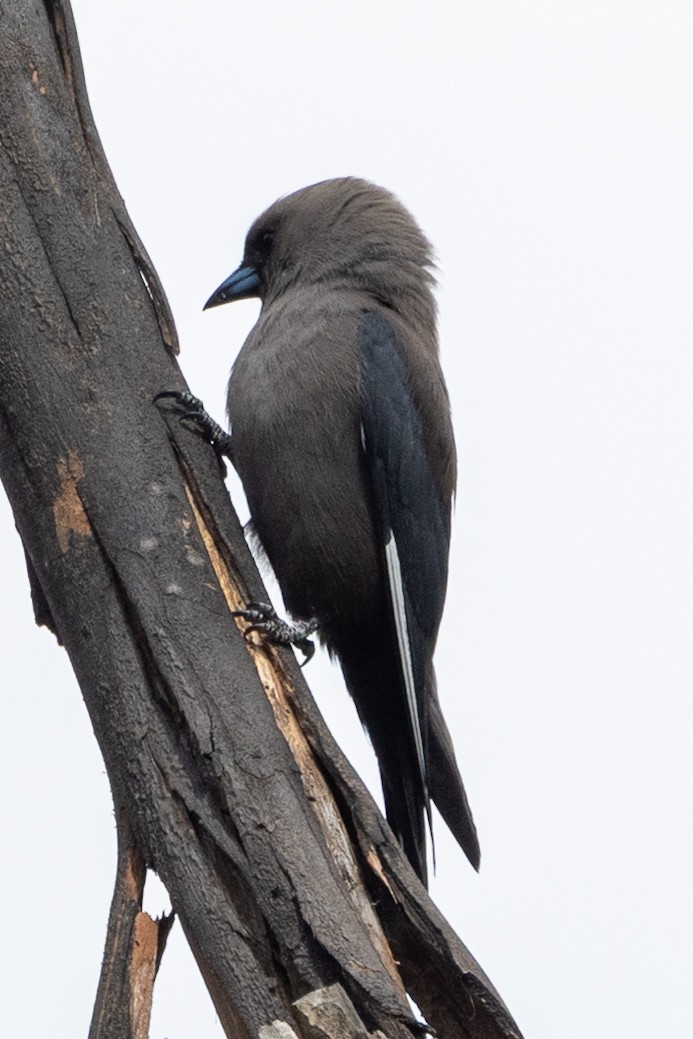 Dusky Woodswallow - ML646387510