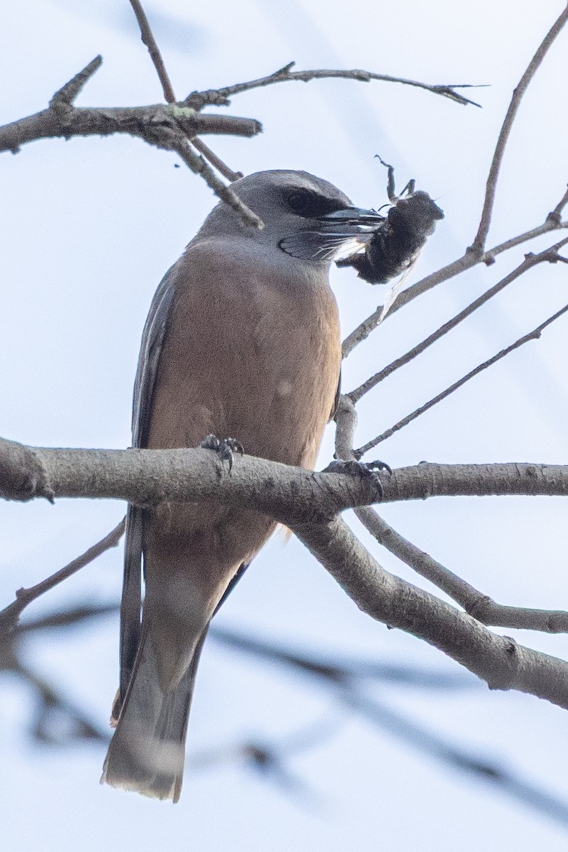 White-browed Woodswallow - ML646387511