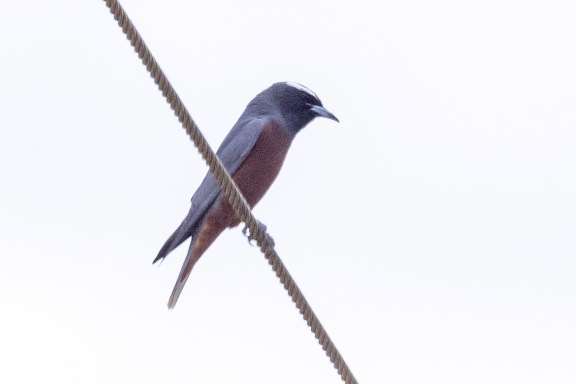 White-browed Woodswallow - ML646387512
