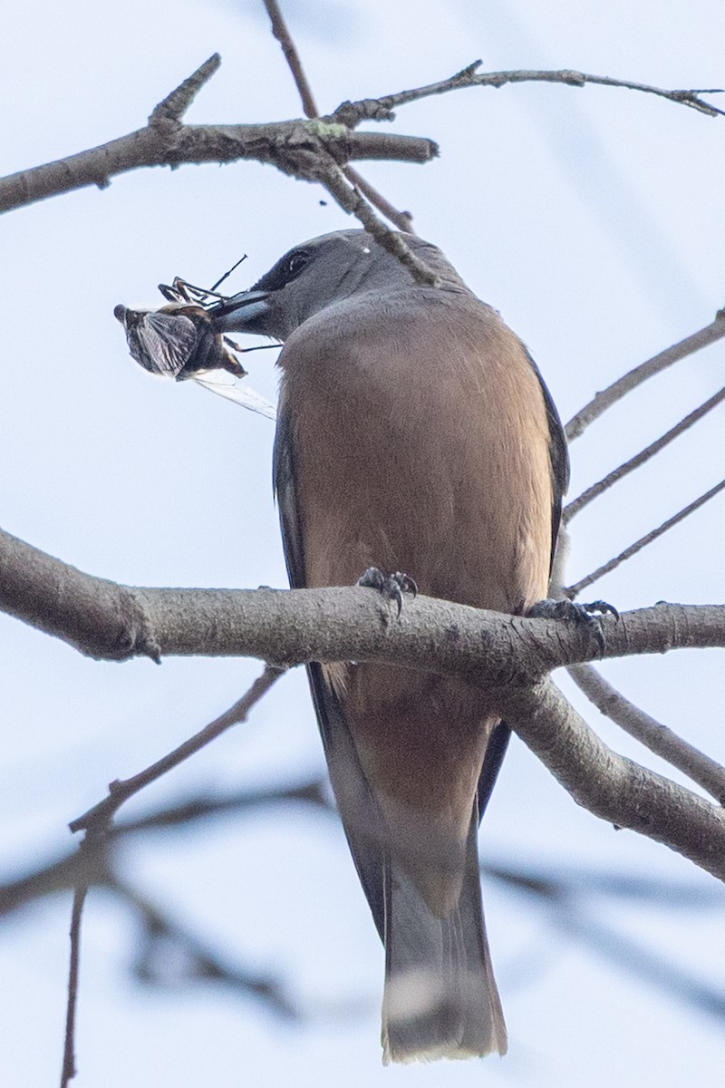 White-browed Woodswallow - ML646387513