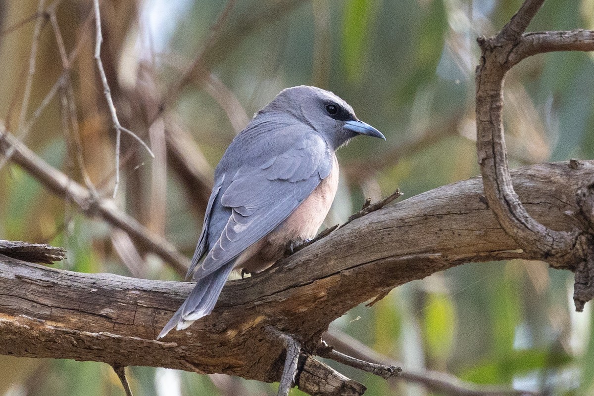 White-browed Woodswallow - ML646387514