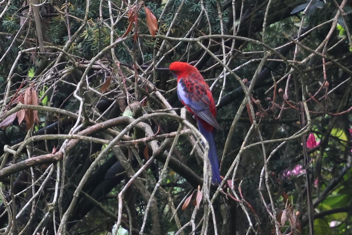 Crimson Rosella - ML646387516