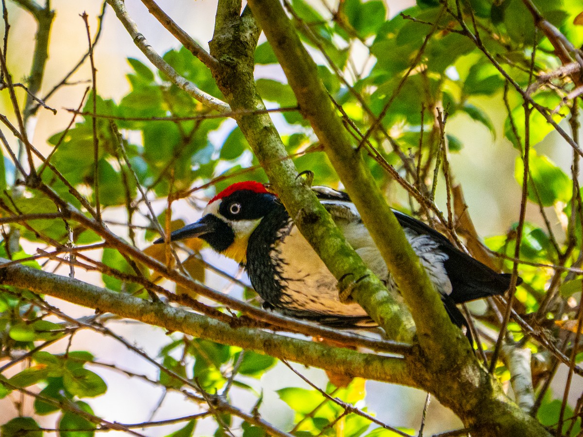 Acorn Woodpecker - ML646387517