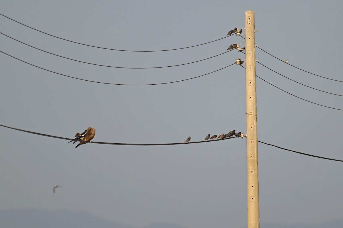 Шпак сірий - ML646387518