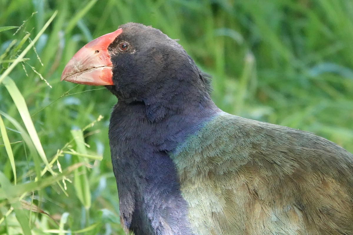South Island Takahe - ML646387519