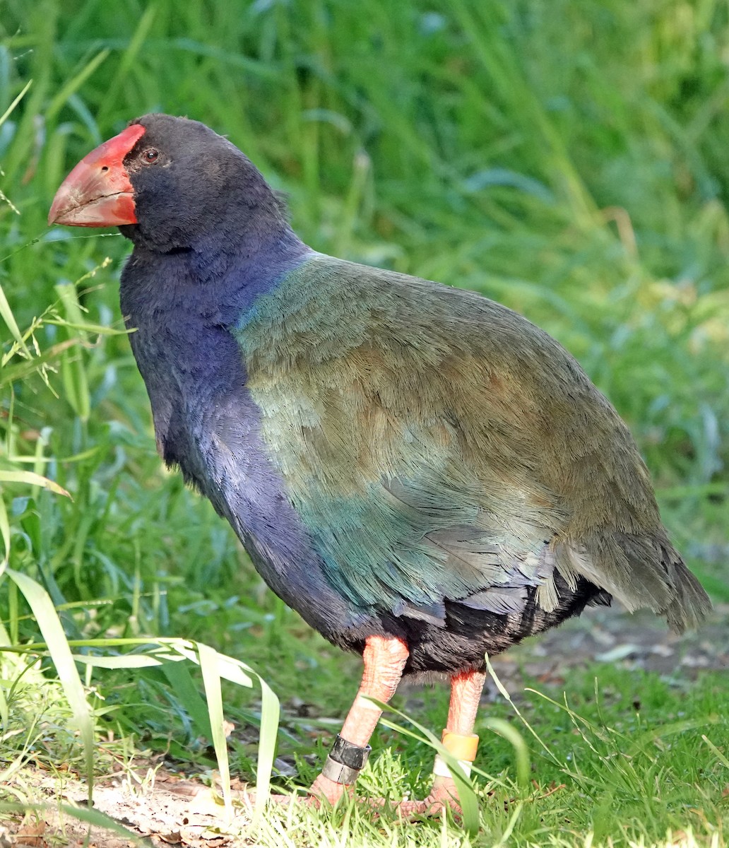 South Island Takahe - ML646387522