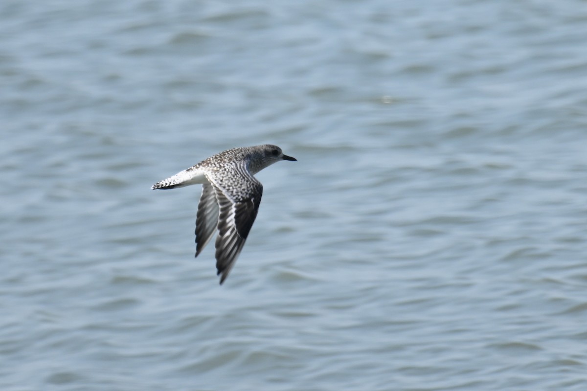 Сивка морська - ML646387523