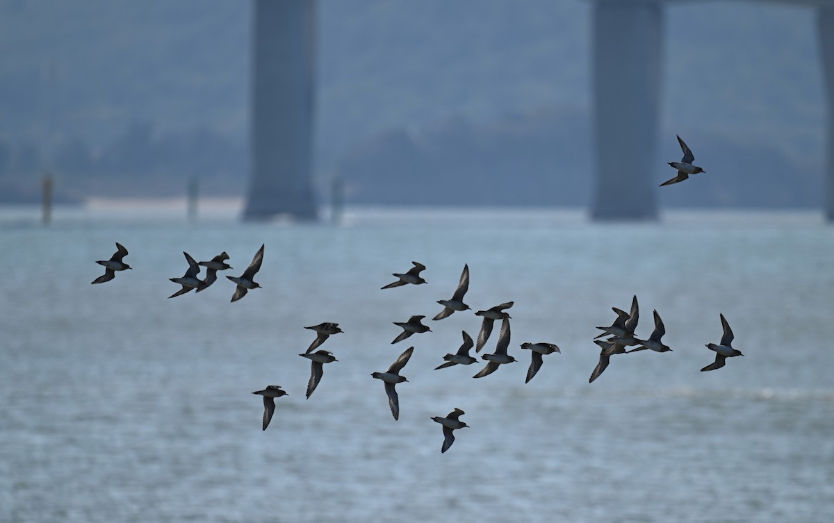 Сивка морська - ML646387524