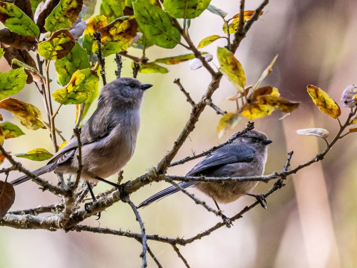 Bushtit - ML646387525