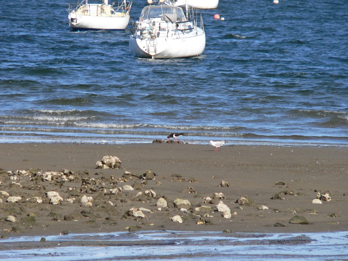 Pied Oystercatcher - ML646387527