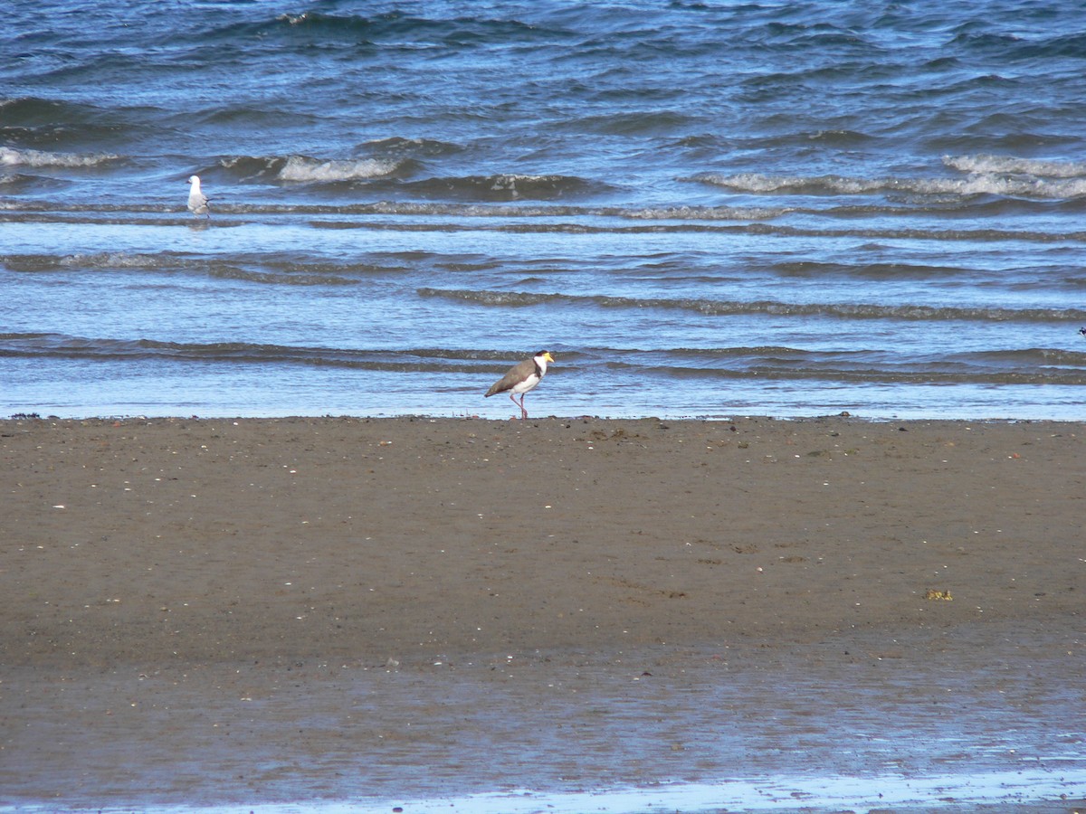 Masked Lapwing (Black-shouldered) - ML646387529