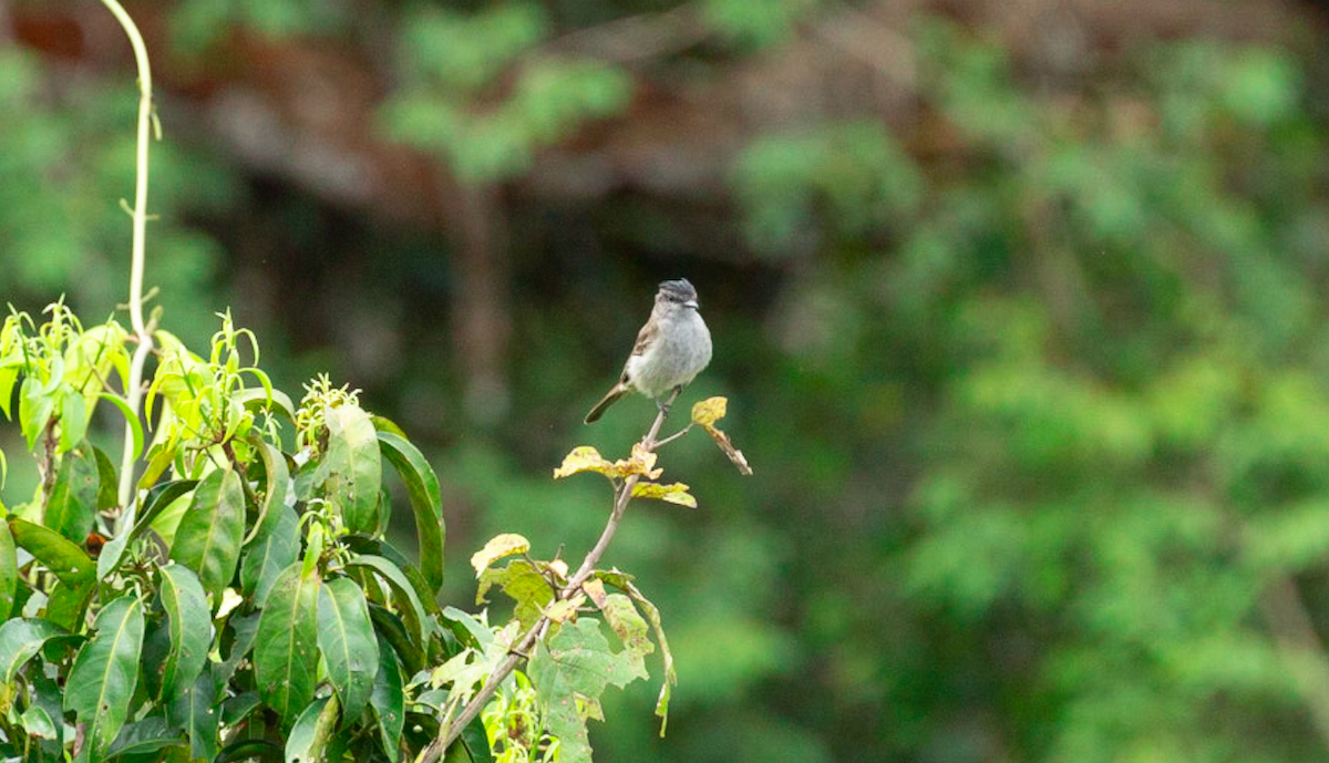 Crowned Slaty Flycatcher - ML646387530