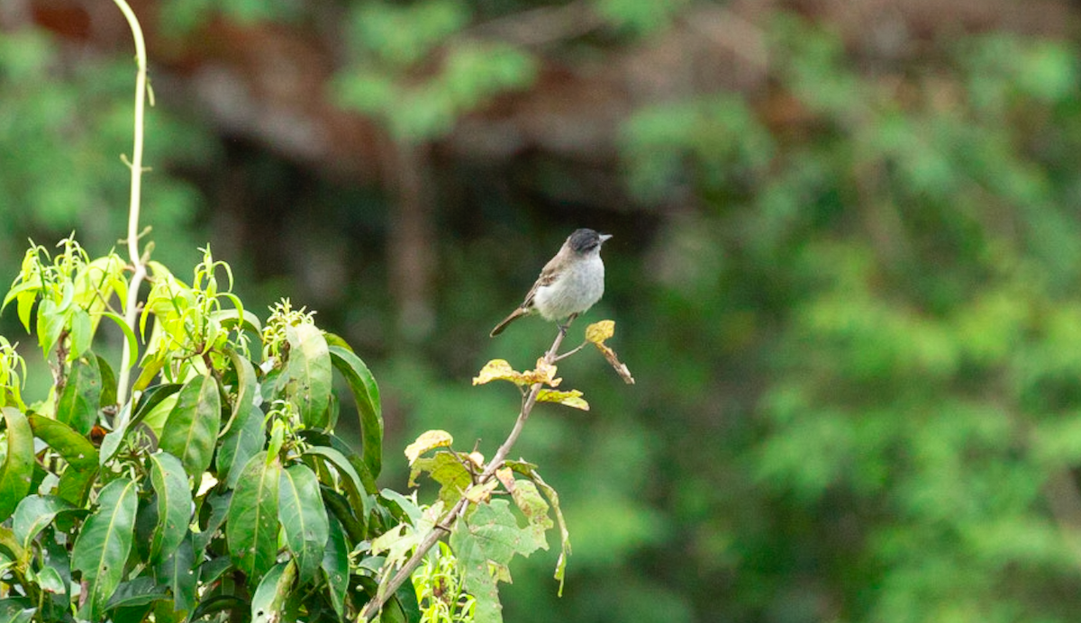 Crowned Slaty Flycatcher - ML646387531