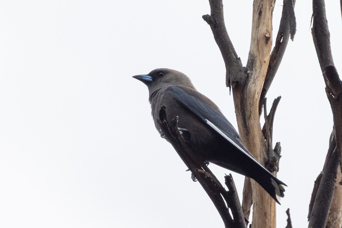 Dusky Woodswallow - ML646387532