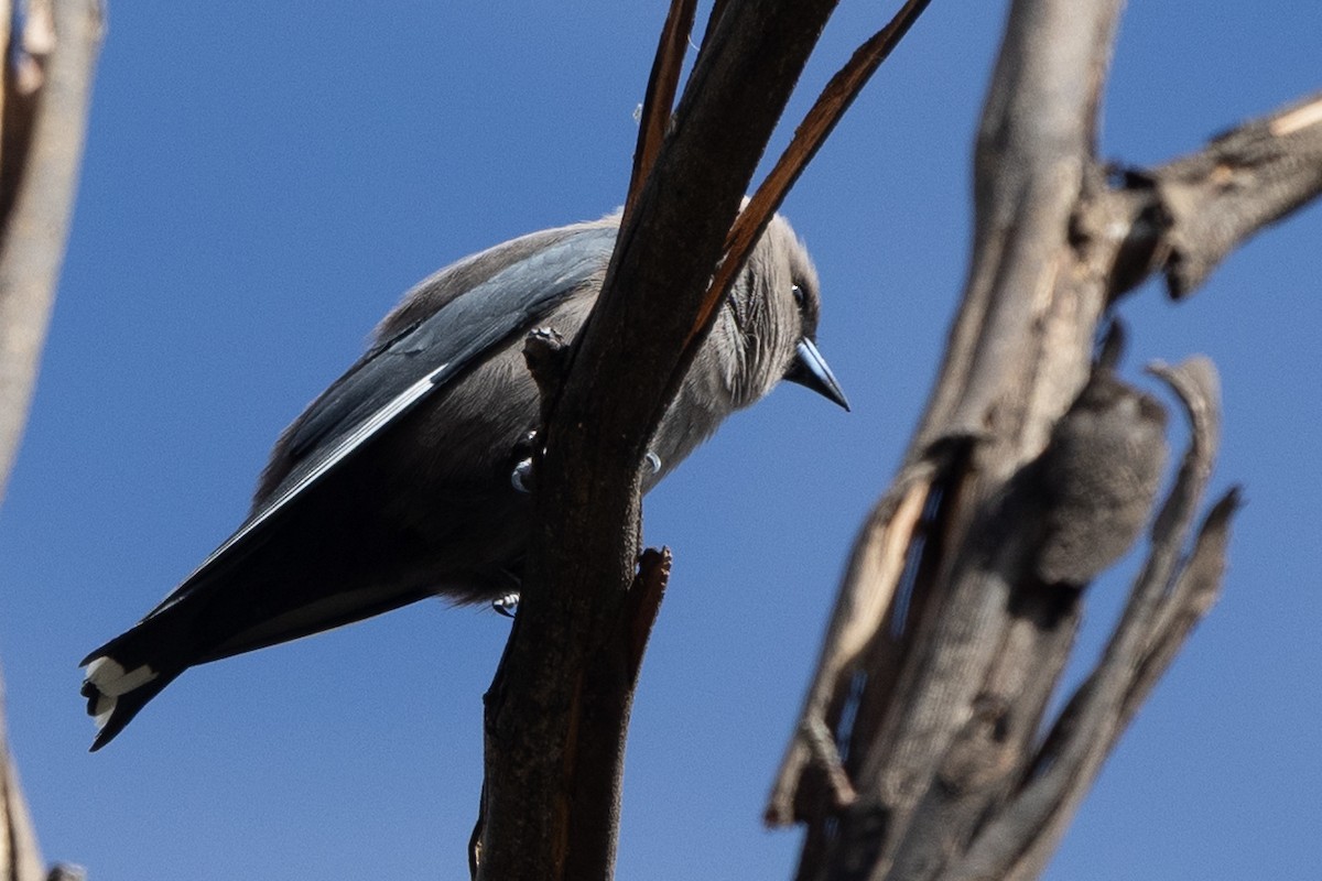 Dusky Woodswallow - ML646387533