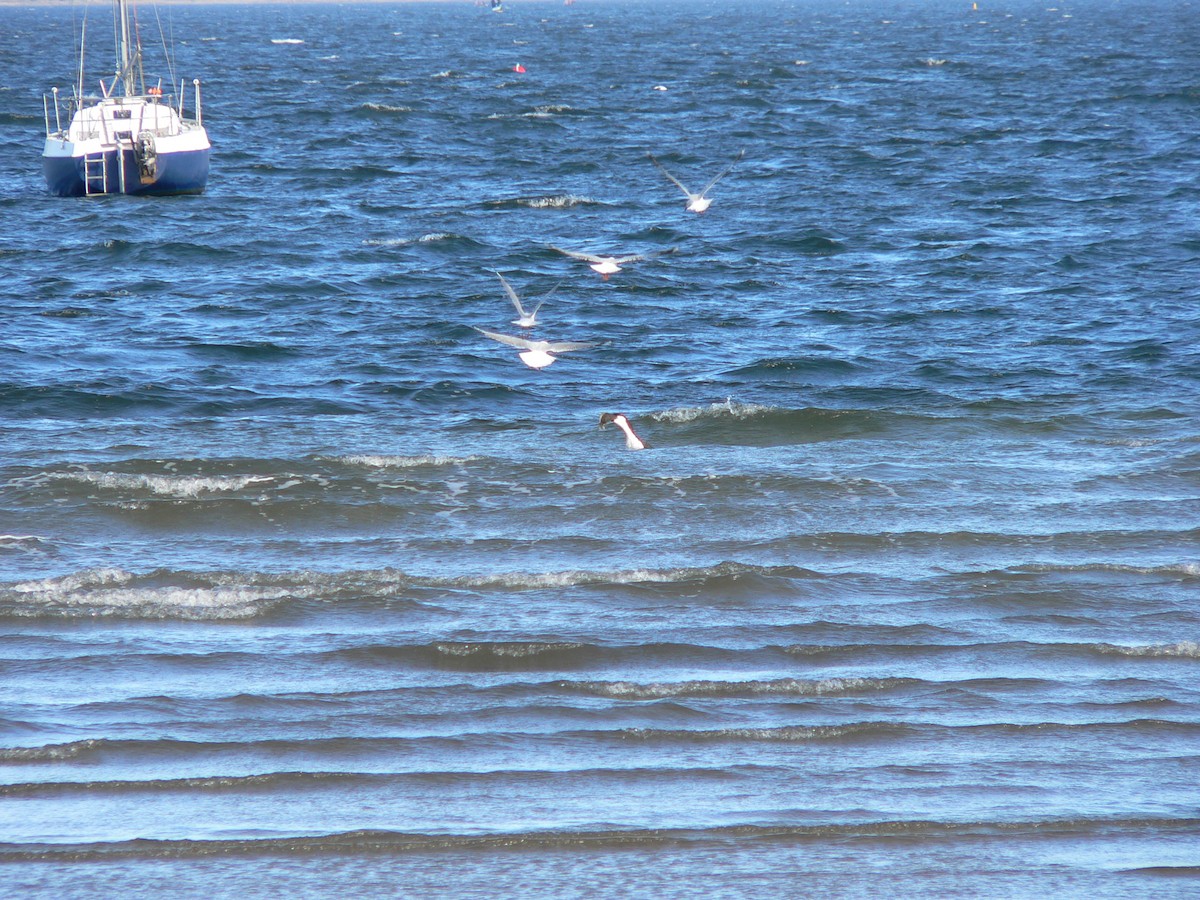 Black-faced Cormorant - ML646387534