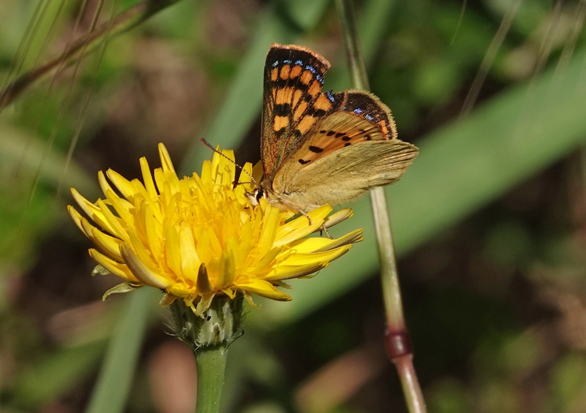 Maui's copper - ML646387537