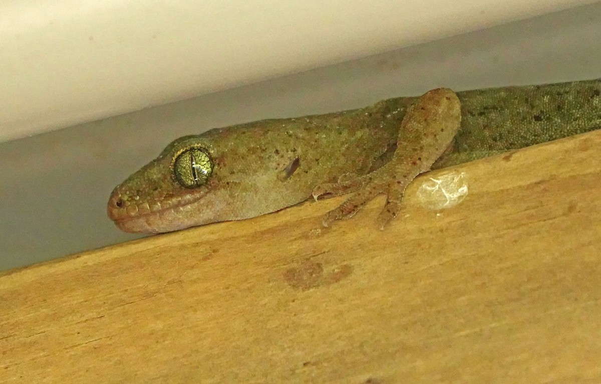 Raukawa Gecko - ML646387538