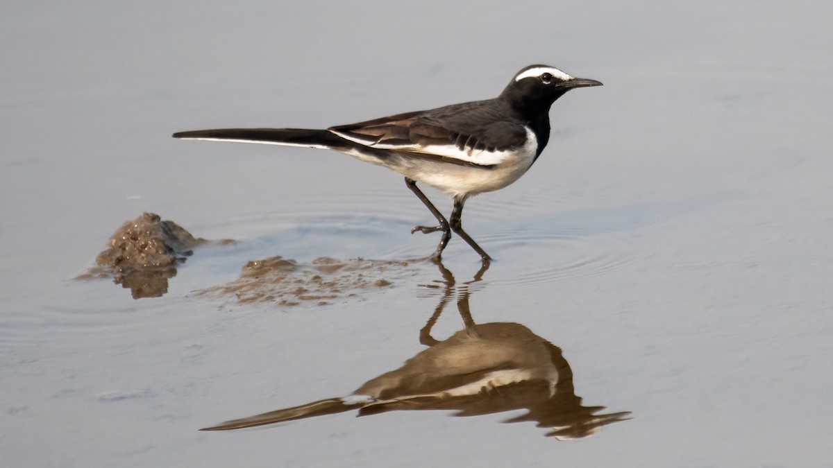 オオハクセキレイ - ML646387542