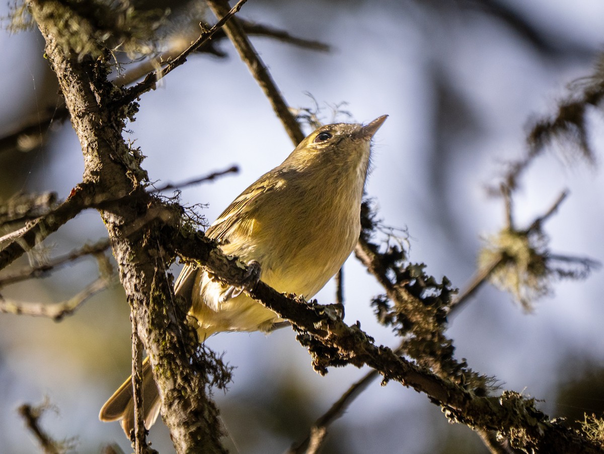 Hutton's Vireo - ML646387557