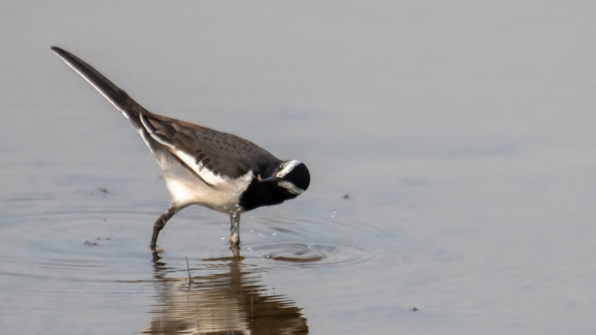 オオハクセキレイ - ML646387558