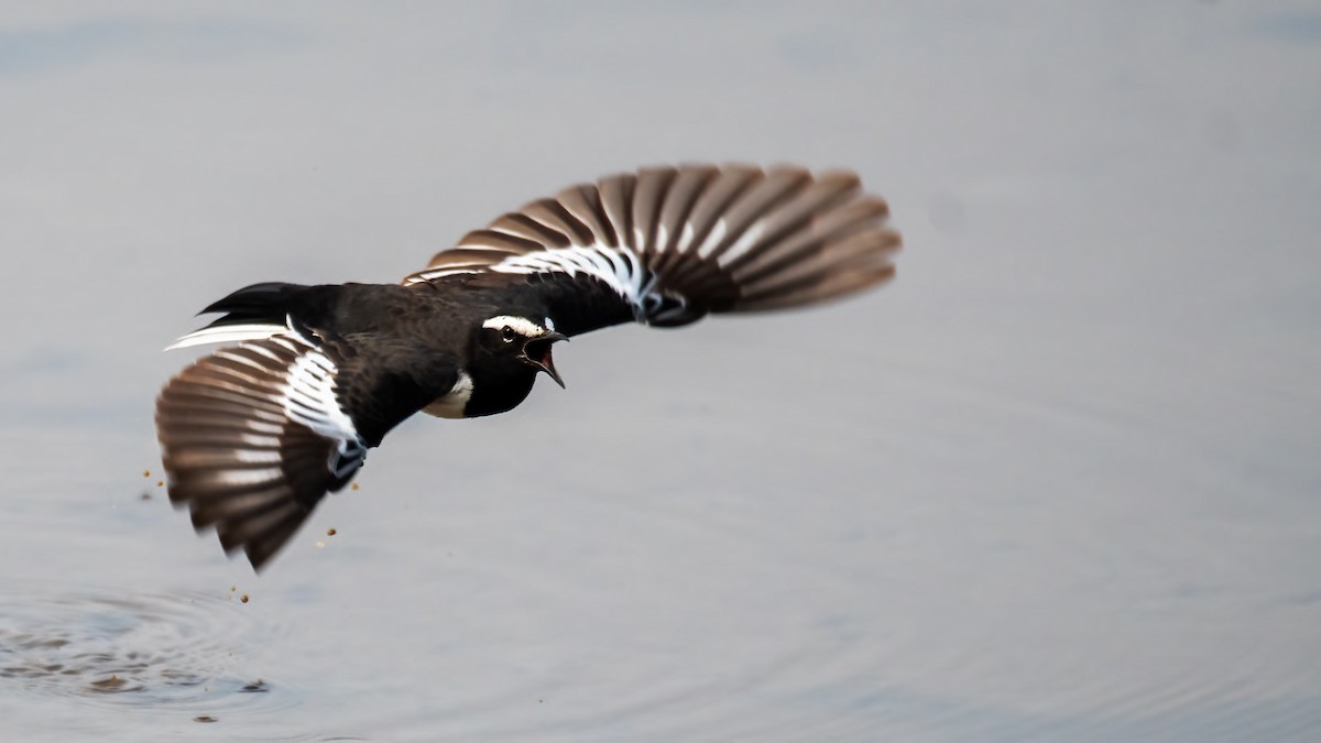 オオハクセキレイ - ML646387559